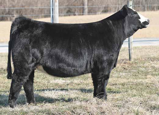 93 123 701E is a moderate framed really complete heifer that is made how we like them stout, sound on the move, and good footed that maintains a feminine look with a blaze face for added style.