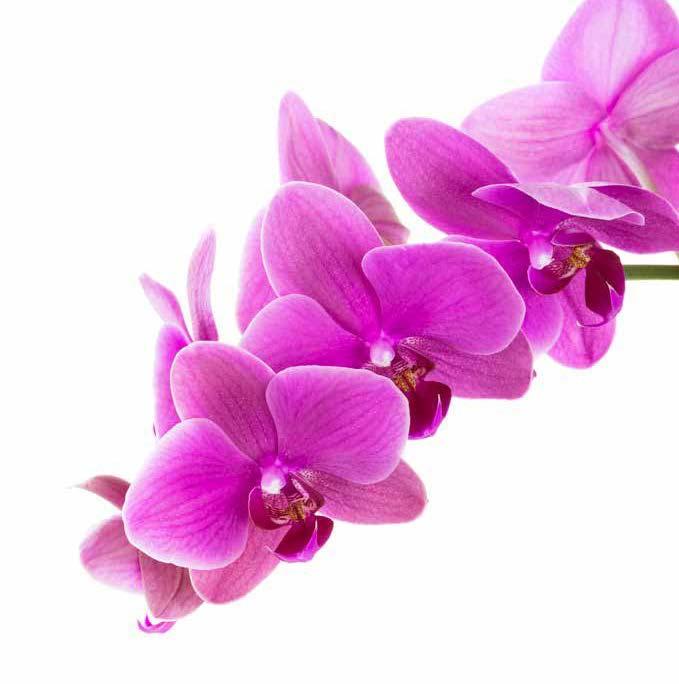 TRIUMPH OF ORCHIDS Orchids, delicate flowers