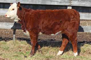 Breeding information available sale day. Consigned by Forrest Polled Herefords, Saluda, S.C. 47A COW FPH MS ON TARGET F118 P43872370 Calved: Dec.