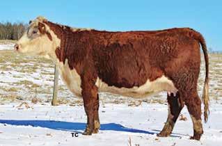 Lot 51 DJF Maggie Moses Boyd Confidence 4060 Sire of Lot 51A 51 COW DJF MAGGIE MOSES P43641101 Calved: Aug. 25, 2015 Tattoo: LE 1503/RE DJ 51A COW DJF MAGGIE MOSES 4060 P43858682 Calved: Aug.
