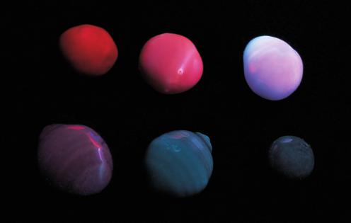 Natural Mexican pearls have fluorescence reactions similar to their cultured counterparts. Photos by Maha Tannous (left) and Shane Elen (right).