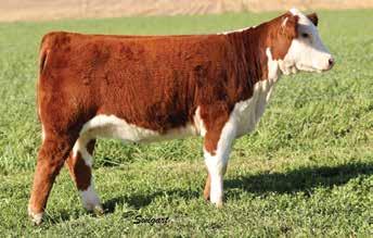 7 48 80 22 46 1.8 0.6-0.012 0.54-0.03 15 15 12 23 Massive made 320 daughter out of a previous high selling female that traces back to the Kessey cow family.