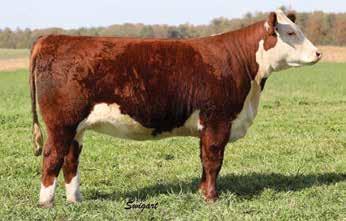 Bred s Bred s Bred s Bred s Bred s Bred s 31 GG AA Sheer Perfection 608D ET P43713608 CALVED: FEB 10, 2016 TATTOO: 608D CRR ABOUT TIME 743 THM DURANGO 4037 RST TIMES A WASTIN 0124 CRR D03 CASSIE 206