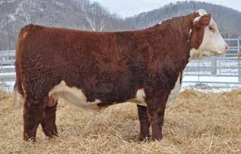 These New Design daughters are making beautiful cows that contribute with minimal input. Confirmed bred to Grassy Run Mountaineer 5015. PE from 3/25/17-10/15/17.