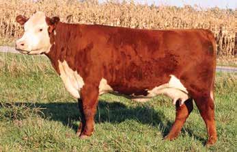 She is triple bred to the maternal powerhouse, Airwave bull and is backed by a DOD mother.
