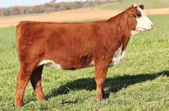 15 20 18 17 26 Smooth made and flashy daughter of Divergent out of a powerful Rib Eye that goes back to the Online Lady cow.