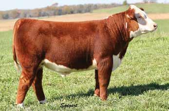 HRD LADY ONLINE 7148 ET 1.6 1.8 52 85 26 52 2.0 0.7 0.015 0.49-0.03 14 15 11 23 - Herd Bull alert! Massive made 320 son out of a previous top selling female. Thick and stout with a massive rear end.