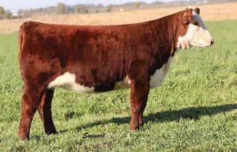 AA TSF MS PRECISE 510-0.5 4.5 66 101 22 55 3.0 1.1 0.008 0.72 0.11 22 14 17 33 This Next Level daughter is a looker! Her mother topped the bred heifer sale in 2013 and hasn t disappointed.
