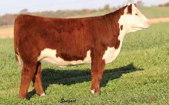 s s s s s s s s 10 AA Sheer Knockout 726 ET P43843433 CALVED: JAN 19, 2017 TATTOO: 726 CRR ABOUT TIME 743 THM DURANGO 4037 RST TIMES A WASTIN 0124 CRR D03 CASSIE 206 43123163 RST MS 1000 BLAZER 2029