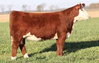 WAYNE 7167 BOYD KAREN 3007 3.1 2.5 60 95 25 55 0.8 1.2-0.030 0.67 0.02 22 17 18 31 Dark red, deep ribbed, thick full sister to the $20,000 Mile High Feature from Grieves Herefords.