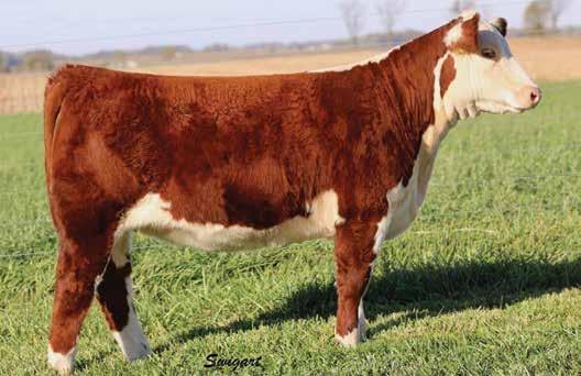 8619-1.9 4.9 61 102 20 51 3.9 1.0 0.003 0.75 0.03 19 13 16 29 Royally bred, attractive made female out of a full sister to Kessey 321L.
