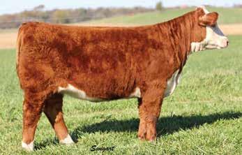 8A SHF RIB EYE M326 R117 ELZE 4R PRISILLA 10Y 5.8 0.3 50 82 23 48 3.6 0.9 0.007 0.44 0.16 22 20 17 27 Dark red, goggle eyed daughter of our Mountaineer son that has not disappointed.