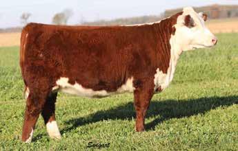 5 40 67 25 46 3.2 0.6-0.010 0.22 0.04 16 18 13 20 Square made, thick rumped daughter of the cow maker 320 out of a beautiful 88X dam.