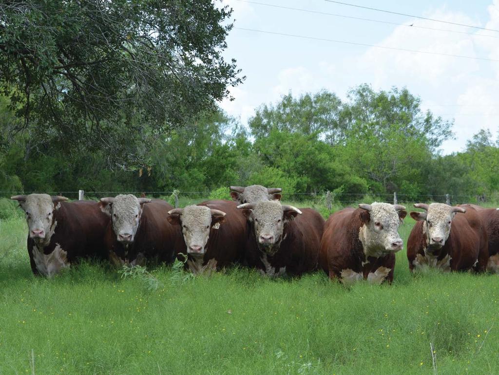 South Texas HEREFORD ASSOCIATION Fall Sale