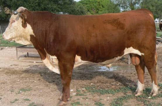 21 0.05 16 14 14 23 LOT 26 27 DC 315 YANKEE DOM 611 Birth Date: 2/12/2016 Bull 43679552 Tattoo: 611 Offered by Dry Creek Herefords MCR YANKEES DOMINO 8108 ET CHURCHILL YANKEE ET MCR 552 DOMINET 450