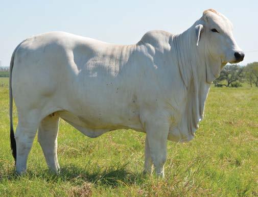 5H CATTLE -