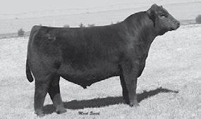 302 SHAW CASH 55098 18204319 Calved: 01/23/15 Tattoo: 55098 Sitz Dash 10277 Barstow Cash 17145326 Barstow Queen W16 SPRING ANGUS 303 SHAW EXCITEMENT 55103 18203542 Calved: 01/24/15 Tattoo: 55103