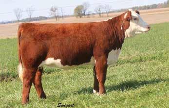 7148 ET REMITALL ONLINE 122L MISS AIRWAVE 6119 2.2 2.4 52 89 19 45 2.5 1.0 0.005 0.35 0.04 19 17 16 25 Maternal sister to the top selling female in the 14 sale out of New Design.