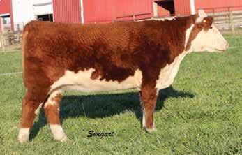 5 2.2 46 75 27 50 1.6 0.7-0.012 0.40-0.01 16 17 13 22 Dark red, long sided and extended fronted daughter of The Answer out of a 29F x Airwave x 19D cow line for added predictability.