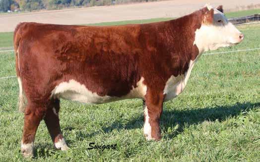 Bred s Bred s Bred s Bred s Bred s Bred s 33 /HB Style Points 5012 34 P43607964 CALVED: JAN 7, 2015 TATTOO: RE-5012 Lot 33--/HB Style Points 5012 /HB Style Points 5024 P43607946 CALVED: MAR 11, 2015