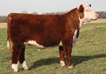 DIXIE T026 FELTONS MAGNUM 434 GERBER 46B DIXIE 327N 2.9 3.6 60 86 15 45 1.6 0.9 0.020 0.55 0.36 25 18 21 34 Long spined, moderate framed X51 daughter from the Gerber herd.