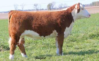 She was successfully shown by Ray and was his go to in Showmanship with a sweet disposition. Bred back to the popular Chosen One bull that is creating waves with his first calf crop.