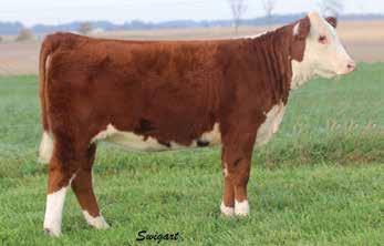 She is long spined with a tremendous shoulder and neck and the build to develop into a foundation breeding piece. Owned with Hunt Bros.