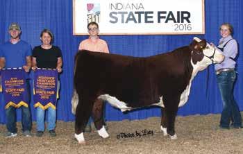 Steer 6102 109 Catapult 5100 2016 Indiana State Fair Champion