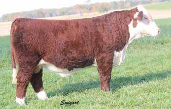 Steam Roller s potent genetic combination, individual performance and EPD balance make him a bona fide herd bull prospect. Hard to find one more powerful, sound and complete. Actual BW 80 #.