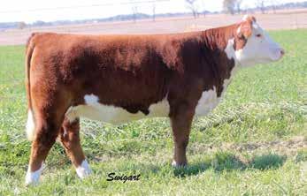 Lot 4-- Sho Twila 619 5 GG Sheer Perfection 608D ET P43713608 CALVED: FEB 10, 2016 TATTOO: RE-608D CRR ABOUT TIME 743 THM DURANGO 4037 RST TIMES A WASTIN 0124 CRR D03 CASSIE 206 43123163 RST MS 1000