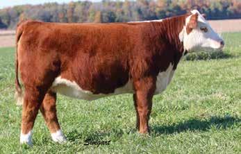 4 64 101 22 54 3.2 1.0 0.008 0.48 0.32 23 17 18 36 Sound, dark red and clean made daughter of the popular carcass and calving ease specialist, Encore. Her dam is a maternal sister to Wideload.