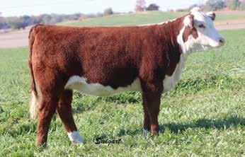 6 2.3 49 77 20 44-0.3 0.7 0.003 0.46-0.06 15 16 13 21 Thick made, complete heifer with a productive and balanced look.