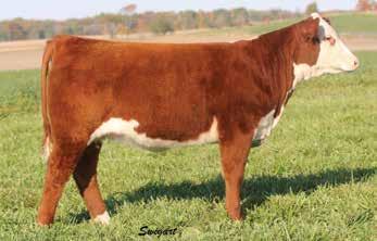 8 53 87 24 51 0.9 0.9-0.003 0.42-0.09 16 15 13 23 Thick, sound and long daughter of 320 out of an efficient 44U daughter. This female combines the dam of 88X as well as a maternal sister to Wideload.
