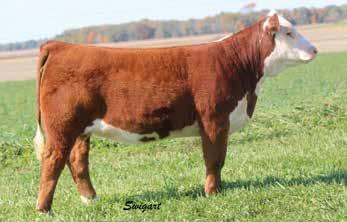 HRD LADY ONLINE 7114 ET 2.8 1.3 50 84 27 52 4.5 0.9 0.019 0.33 0.17 19 18 15 26 One of the first to sell out of our new heifer bull, Irish Red.