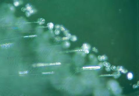 The third type of elongated inclusion seen in the Chinese samples consists of needle-like tubes with an orientation almost perpendicular to the surface of the synthetic emerald seed (seen at the