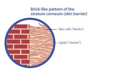 Moisture barrier of the skin Stratum corneum: dead keratinocytes or