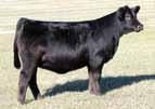 Knight E-G Adj WAGR Dream Catcher 03R Miss Werning KP 3U Miss Werning 3R Pasture Sire: CCR Anchor 0B on / to // Due: 2/2/ Est. PM EPDs: 3 -. 0 22 2. Carcass: 2. -..2 -.03.02 M 2 -. 2 22 23.2.2 -.. -.00.
