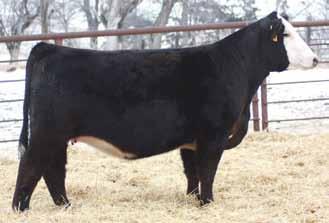 This mating combines calving ease, growth, and doability as good as any. Safe to CCR Anchor! -. 2. 23.2 -.. -.002.