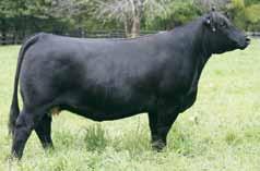 He has huge feet with depth of heel and ultimate flexibility. Use to add structural correctness, extension and hip design. A bull to turn your plain Jane cows into cash cows.