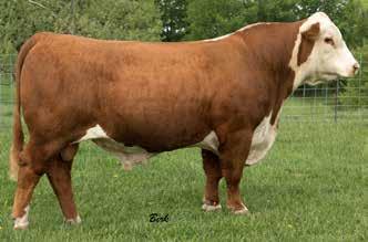 26-1.9 +2.4 +46 +69 +22 +45 +0.6 +95 +1.25 +1.22 +1.0 +0.006 +0.32 +0.36 This bull represents one of the biggest opportunities in the Hereford breed.