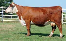 7 +39 +61 +20 +40 +0.4 +58 +1.23 +1.30 +0.9 +0.066-0.01 +0.10 Super uddered, attractive granddaughter of King Ten. Her dam is now a donor for McGuffee Polled Herefords, Mendenhall, MS.