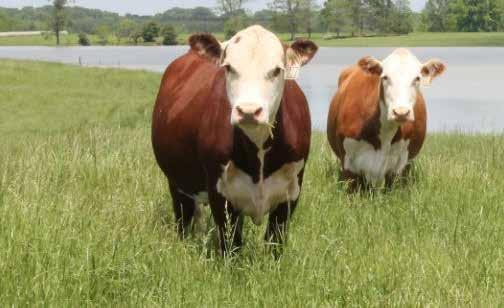 These heifers sell bred to a calving