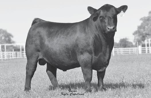 20 TENNEEE ANGU AGRIBITION - PGNANCIE AND EMBRYO RB LADY 90-6 - The $0,000 grandam of Lot 4. 4 F Epic 46 95029 Zebo Queen 02 +*Basin Payweight 62 Linz Lady Payweight 6- +*0692 +*RB Lady 90-6 +4 +.
