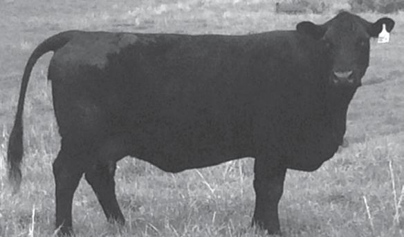 20 TENNEEE ANGU AGRIBITION - FEMALE POWELL LADY 644 - he sells as Lot. FB BLACKCAP 902 - The dam of Lot 20.