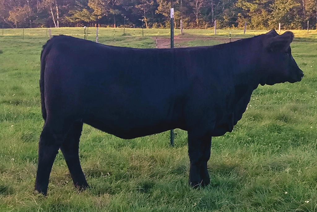 She is moderately framed, super sound, nice-fronted, and an overall wellbalanced type of female. This one is super friendly and would make a great heifer for a rookie.