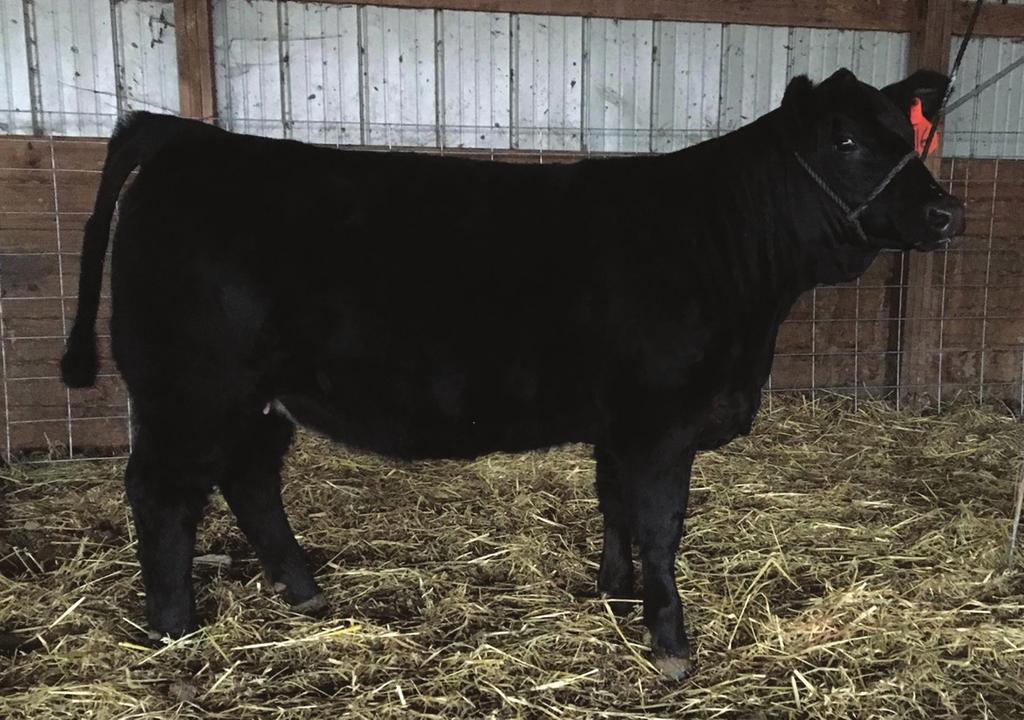 She has had two maternal sisters that have topped this sale in past years and gone MF MISS CROSSFIRE R253 on to be productive show heifers and cows for their new owners.