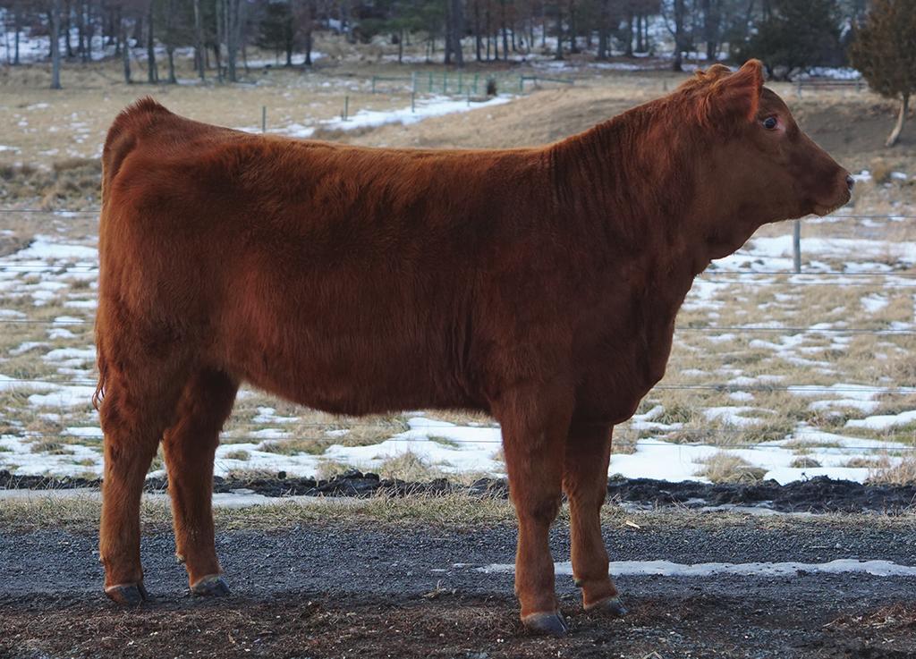 Wilma is a long-bodied, feminine, big-hipped, thick heifer sired by Mr NLC Upgrade with a great set of feet and legs.