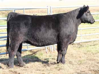 man T4 This star headed bred comes from the heart of our herd, her dam Snyder Come On Over consistently produces high quality, high selling cattle, and has earned her spot in our donor pen the past