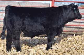 Acres Bomb Shell Sandy Acres 3U Cason s Mr. Ross is a black white face bull sired by Wheel Man 4W, Wheel Man is a Steel Force son. Mr. Ross is one of highest preforming bulls at weaning and will also have one of the highest yearling weights.