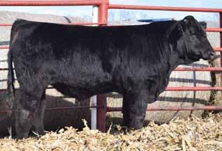 N13F Cason s Mr. Canton is a solid black bull sired by Hooks Zero Gravity (5/ SimAngus ).